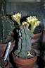 ECHINOPSIS SUBINERMIS.jpg